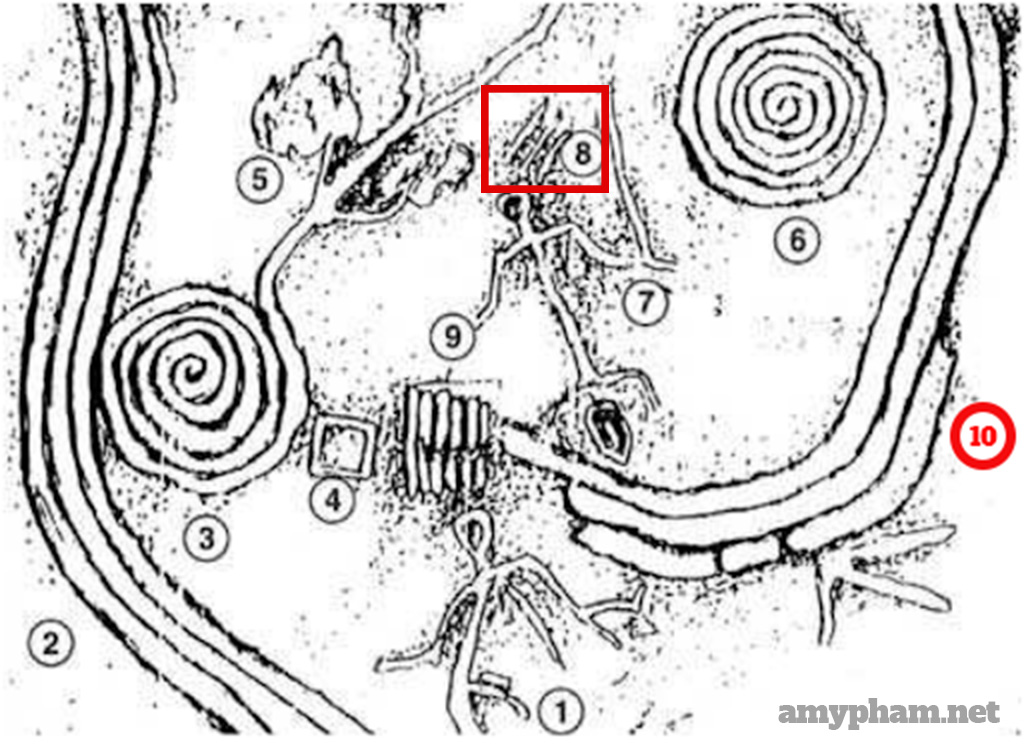 giải mã bãi đá cổ sapa-203