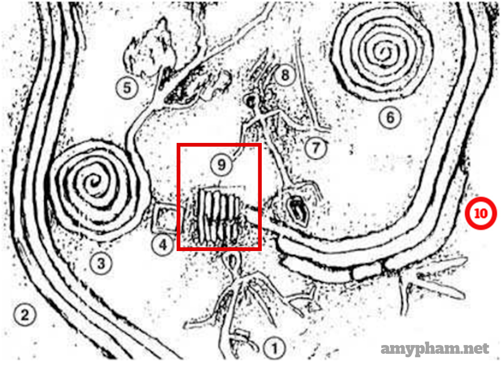 giải mã bãi đá cổ sapa -213