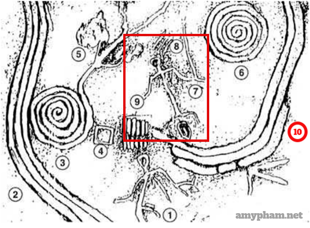 giải mã bãi đá cổ sapa -210